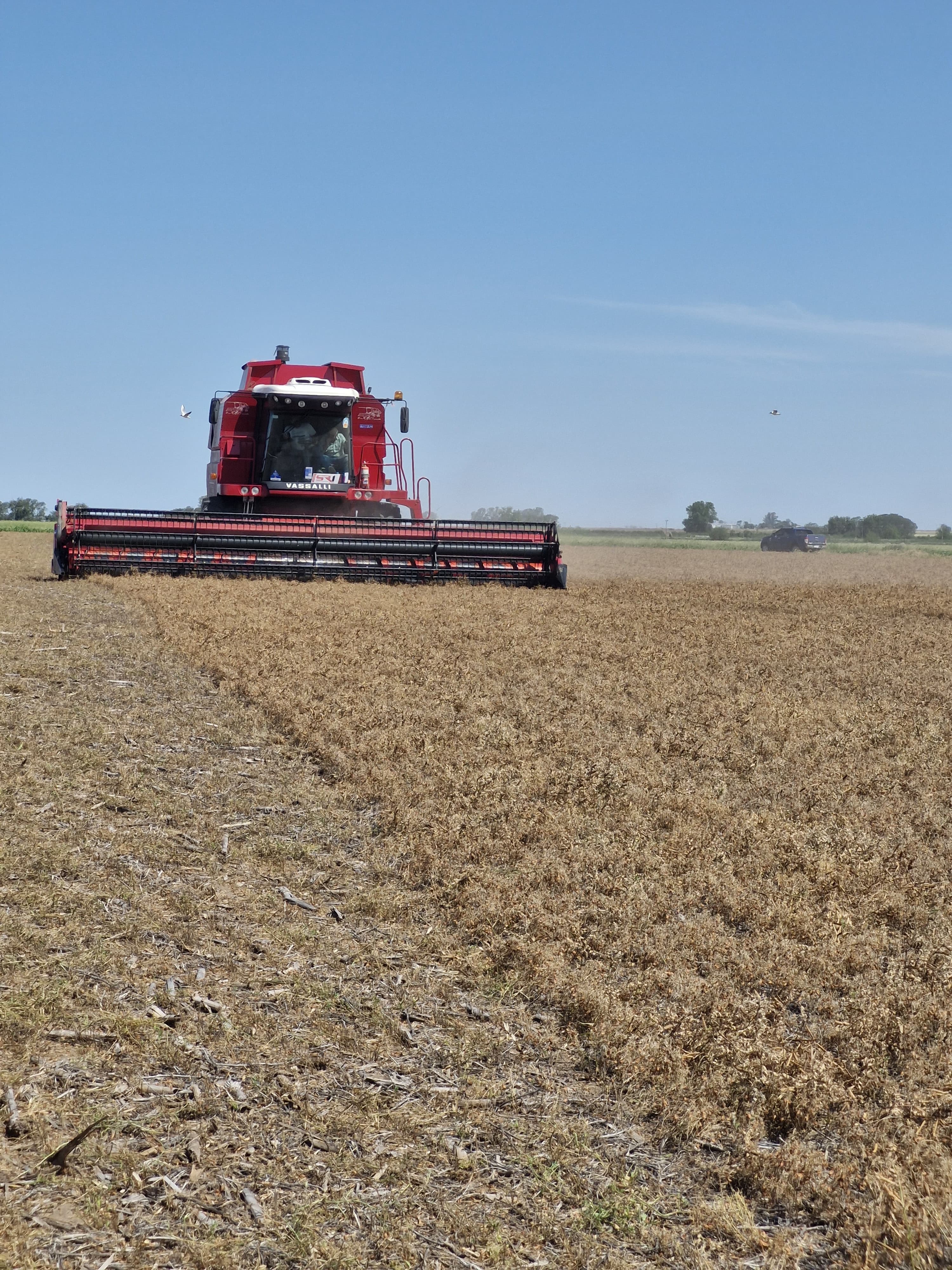 Cosecha de lentejas en el campo de BuonGusto
