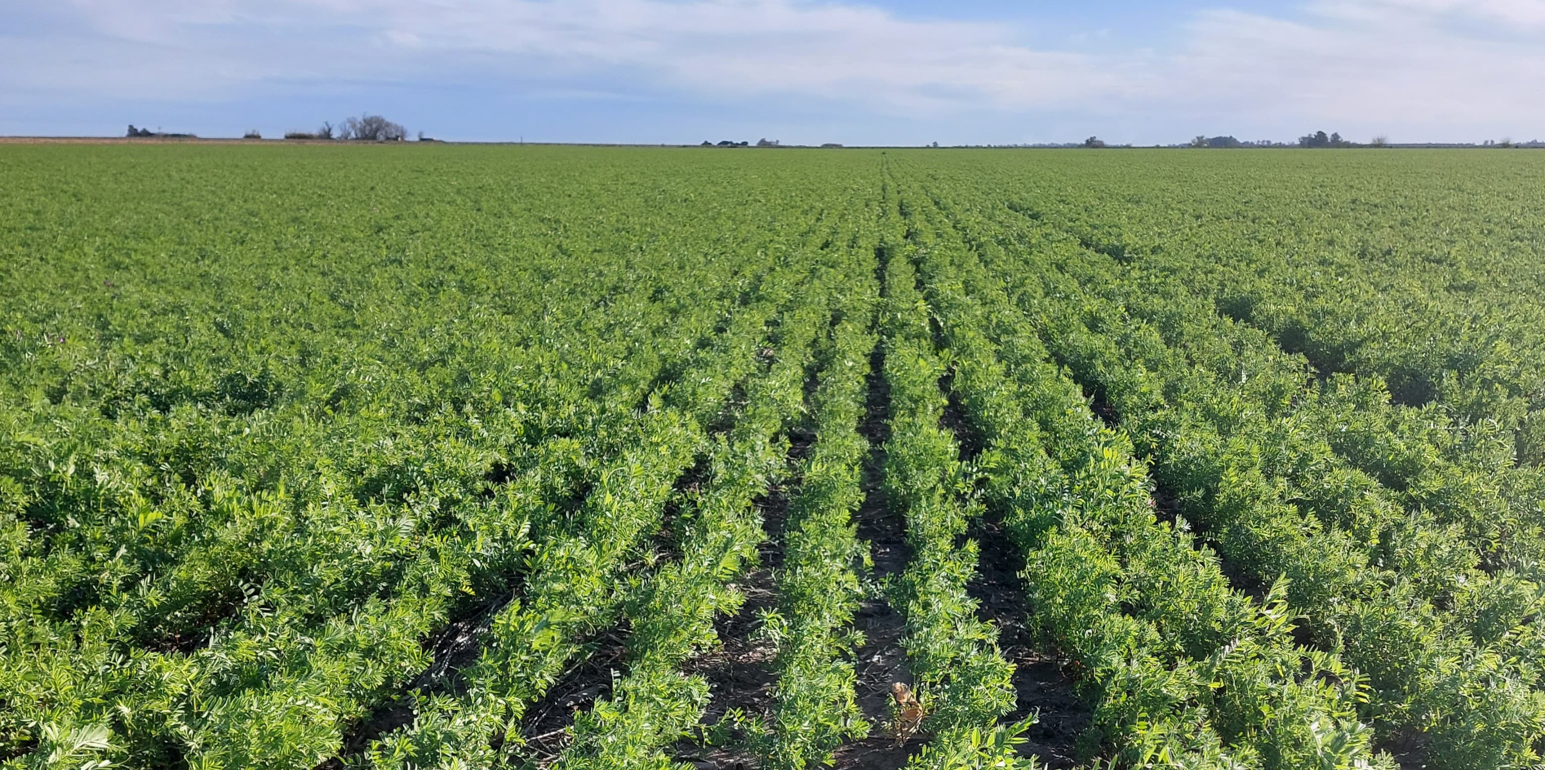 Detalle de lentejas seleccionadas — calidad BuonGusto